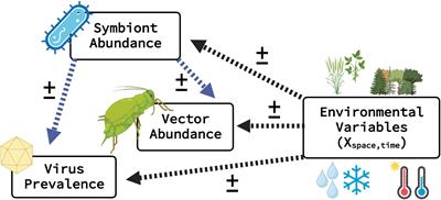 Modeling host–microbiome interactions to improve mechanistic understanding of aphid vectored plant pathogens